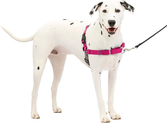PetSafe Easy Walk Harness, No Pull Dog Harness, Raspberry, Medium/Large | Patented Martingale Loop Gives Gradual Shoulder Pressure to Stop Pulling, Front-Chest Leash Clip Prevents Gagging