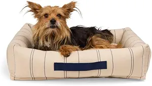 EveryYay by Petco Stripe Cuddler Dog Bed, 24" L X 18" W X 6" H, Tan/Navy