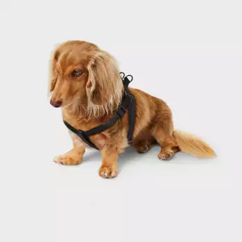 Boots & Barkley Basic Harness