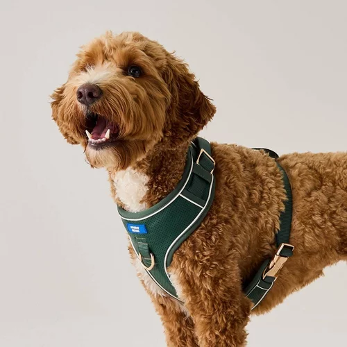 Hooray House Pierced Pleather Harness Green
