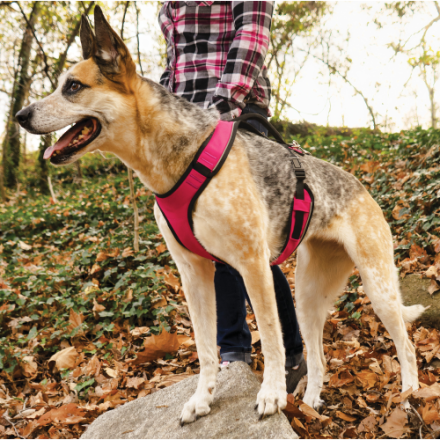 PetSafe EasySport Dog Harness
