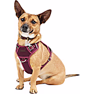 Reddy Canvas Dog Harness