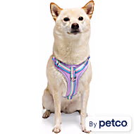 YOULY Comfort Neoprene Dog Harness